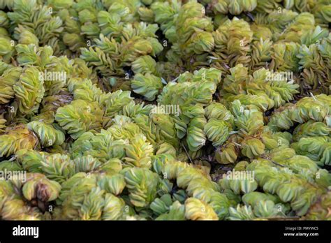 Water Flowers At Harrison Smith Botanical Garden Tahiti French