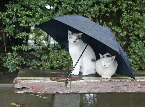 Cats Rain Umbrella Wallpapers Hd Desktop And Mobile Backgrounds