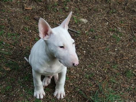 Bull Terrier Rescue And How To Go About Bull Terrier Adoption Bull