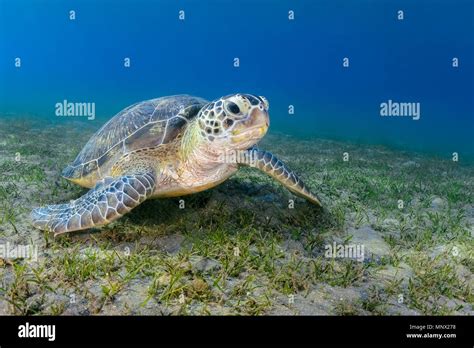 Green Sea Turtle Chelonia Mydas Endangered Species Wadi Gimal Marsa