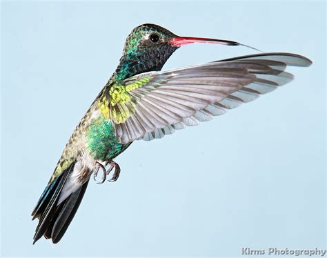 Arizona Hummingbirds