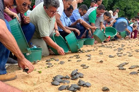 Ação integrada devolve ao habitat natural quase 7 mil quelônios na APA