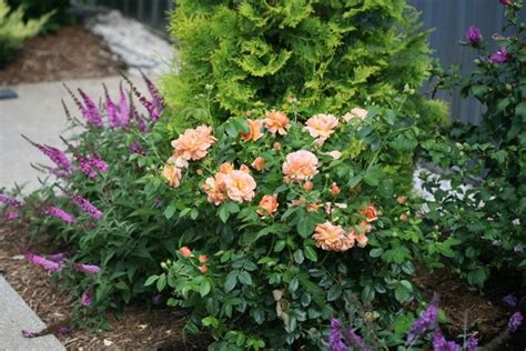 Rose Garden Ideas How To Design With Roses Garden Design