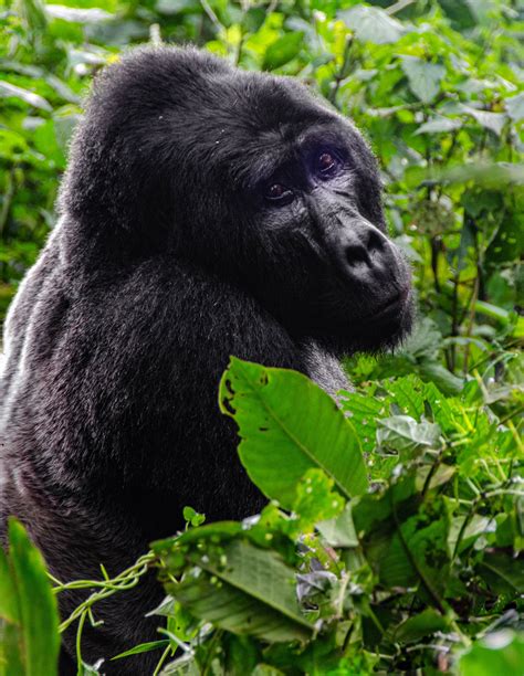 Bitukura Gorilla Group In Buhoma Bwindi Forest For Gorilla Trekking