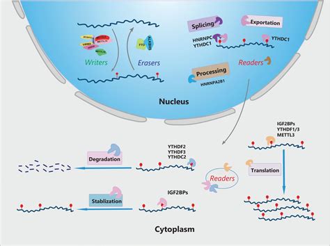 N6 Methyladenosine M6a Rna Modification In Tumor Immunity Cancer