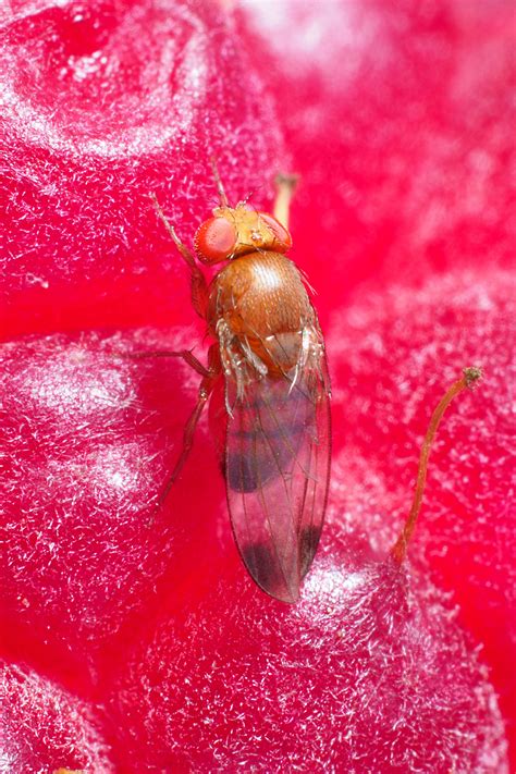 Spotted Wing Drosophila Swd Serious Threat To Healthy Soft And Orchard Fruits Biobest