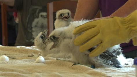 Peregrine Falcon Chicks At Evanston Public Library Named Abc7 Chicago