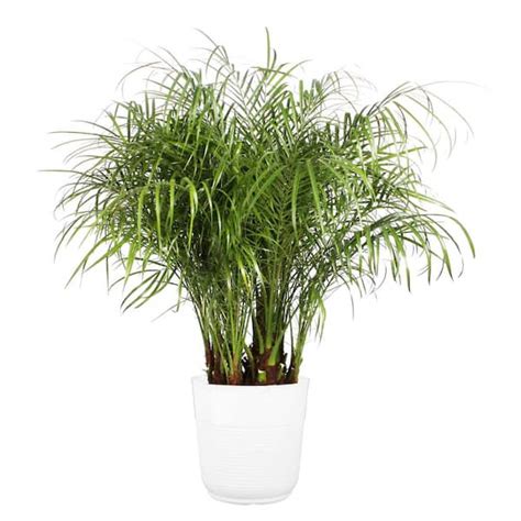 Pygmy Date Palm Tree Indoor