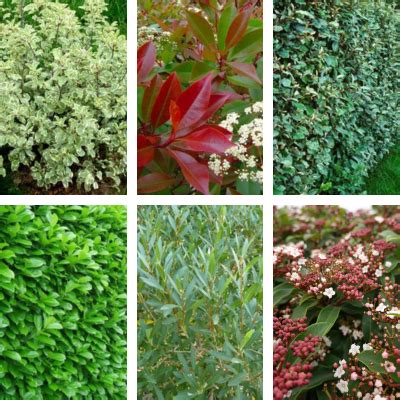 KIT 6 Variétés Haie persistante et Fleurie Vente en ligne de plants