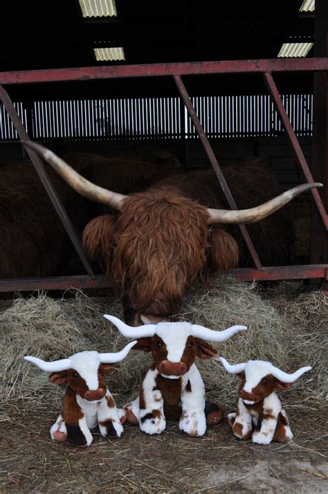 Personalised Texas Longhorn Highland Cm Cow Soft Toy By Jomanda Soft