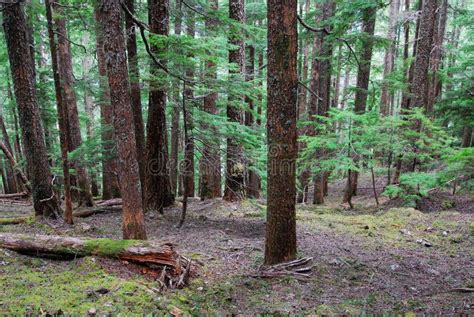 Cedar forest stock photo. Image of canada, outdoor, hiking - 5299652