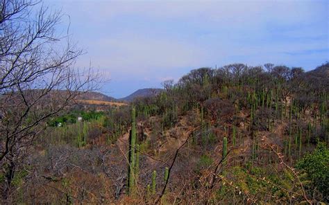 Selva Baja Caducifolia En Tiempos De Seca Hay Abundancia D Flickr