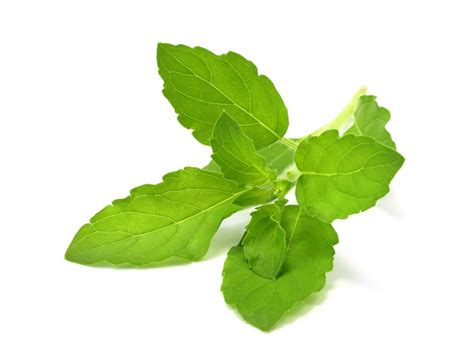 Organic Tulsi Leaves Organiceastern