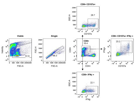 T Cell Assays Charles River