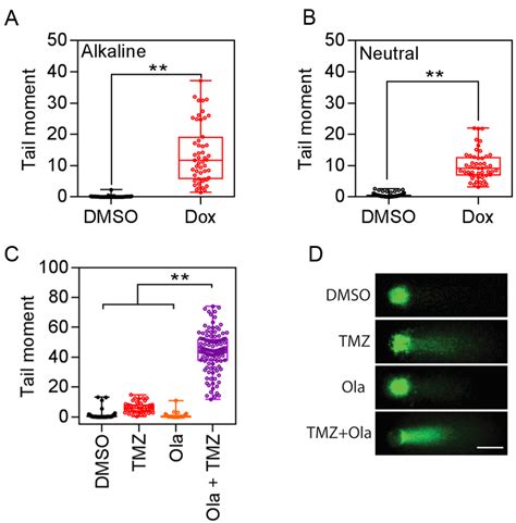 Evaluating In Vitro Dna Damage Using Comet Assay Video Jove Protocol