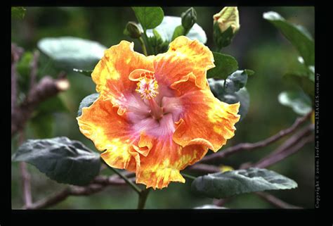 nature@malaysia - Hibisbus Showcase