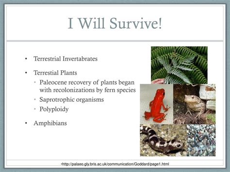 Ppt The K T Extinction Powerpoint Presentation Free Download Id