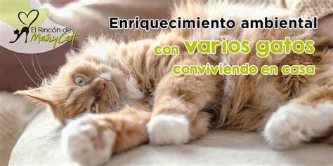 Enriquecimiento Ambiental Para Que Tus Gatos Sean Felices En Casa