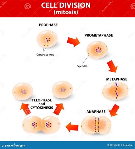 Mitosis. Process Cell Division Stock Photography - Image: 34760732