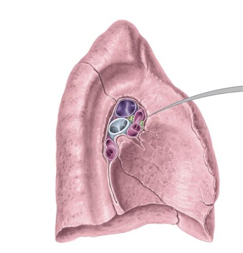 Respiratory Anatomy Anatomy Of The Hilum Of The Left Lung Diagram