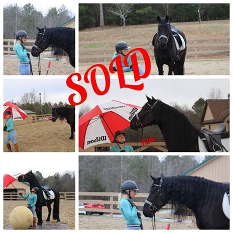 Friesian Horses For Sale At Friesian Marketplace