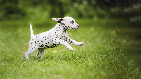 How Far Can My 4 Month Old Puppy Walk