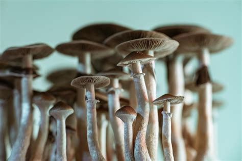 Premium Photo | Psilocybin mushrooms