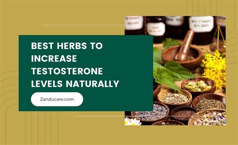 Natural Testosterone Boosters Best Herbs For Men