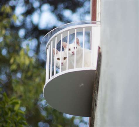 Cat Solarium Catio In Cali Cat Solarium The Cat Window Box Catio Cat Balcony