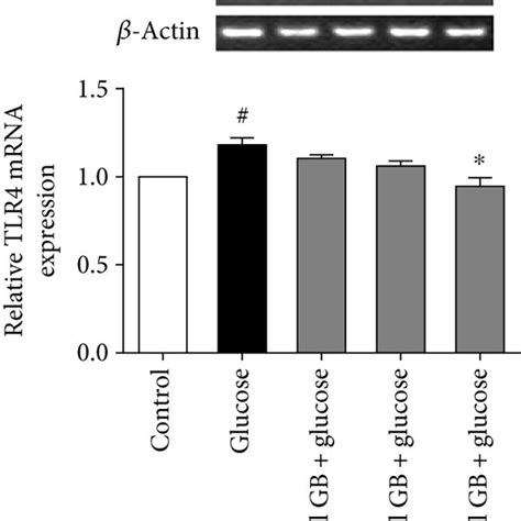 Ginkgolide B Inhibits Tlr Expression In High Glucose And Lps Treated