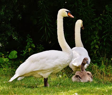 Bakgrundsbilder Natur Vit S T Vilda Djur Och V Xter N Bb Fauna