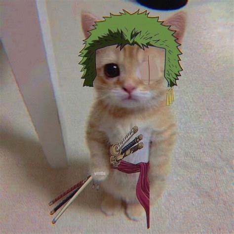 Kucing Zoro Wallpaper Picture Myweb