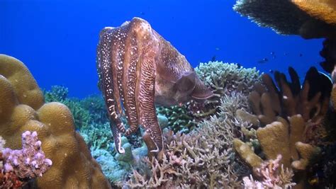 Cuttlefish On a Coral Reef Stock Footage Video (100% Royalty-free ...