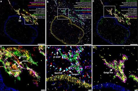 Advanced Microscopy Technique Offers A New Look Inside Cells