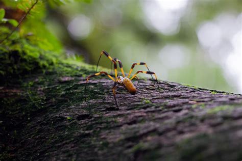 Banana Spiders Of Florida