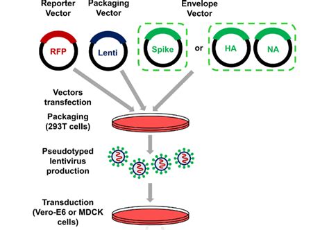 Nucleic Acid Delivery Lentiviral And Retroviral Vectors 60 Off