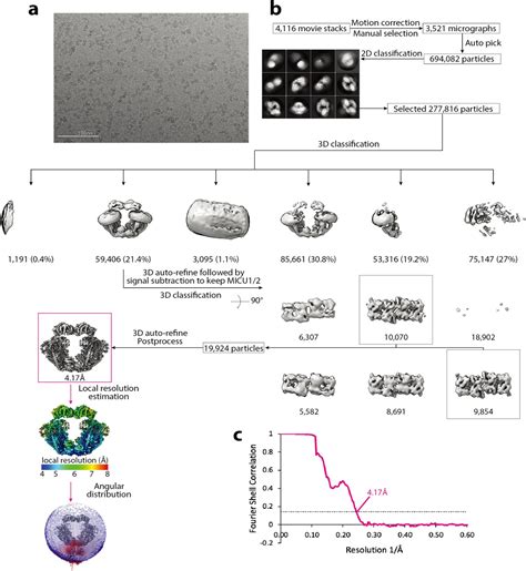 Figures And Data In Structural Insights Into The Ca Dependent Gating