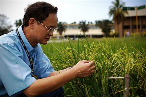 Hybrid Rice International Rice Research Institute