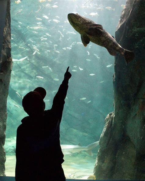 Everything You Want To Know About The St Louis Aquarium At Union