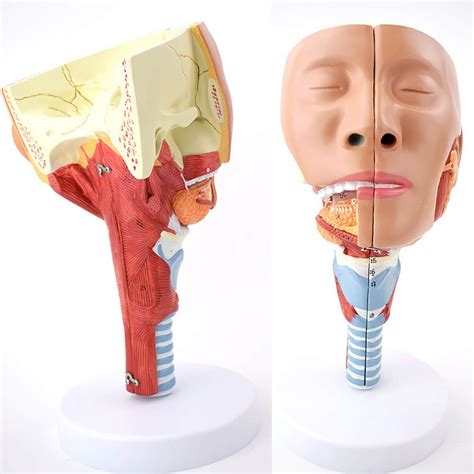 Buy Human Anatomical Model Pharyngeal Muscle Anatomy Nasopharyngeal