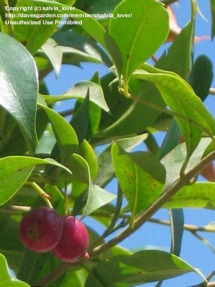 Plantfiles Pictures Syzygium Species Narrow Leaved Lilly Pilly