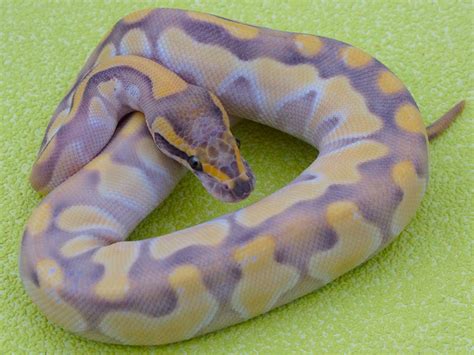 Butter Desert Ghost Enchi Morph List World Of Ball Pythons