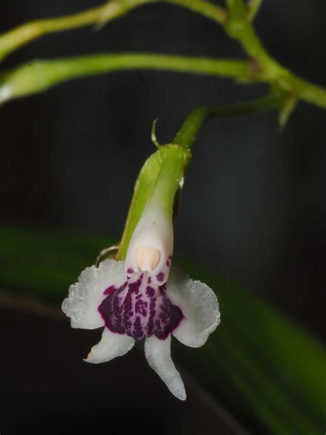 Epidendrum Piliferum Rchbf Plants Of The World Online Kew Science