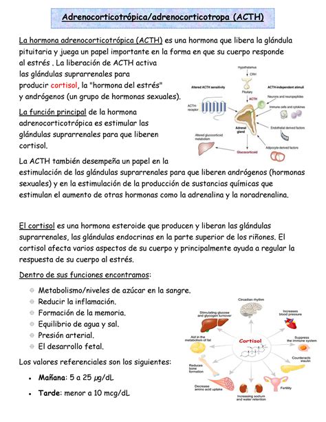 Acth 1 La Hormona Adrenocorticotrópica Acth Y El Corisol La