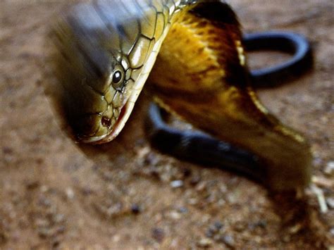 Snake Pictures - National Geographic