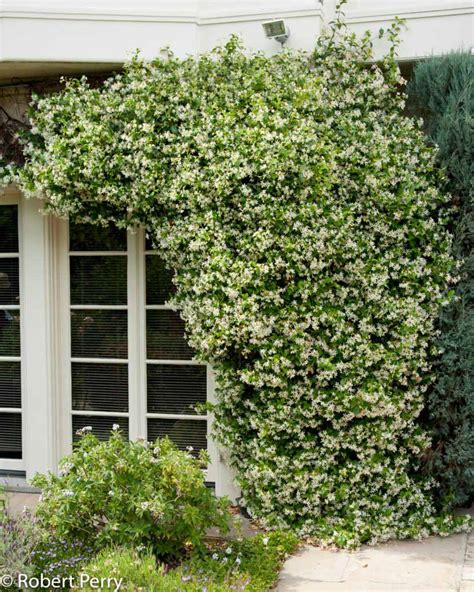 Star Jasmine Waterwise Garden Planner