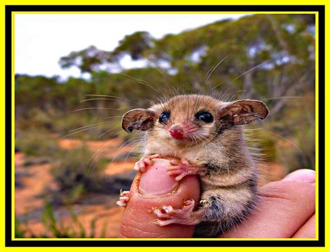 Baby Pygmy Possum