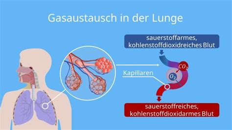 Lungenemphysem Ursachen Symptome Behandlungsmöglichkeiten Sieu