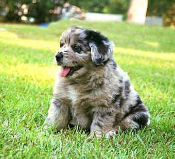 Australian Shepherd Puppies Love Blue Merle Puppies | Australian shepherd puppies, Miniature ...