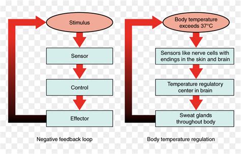 A Negative Feedback Loop Has Four Basic Parts - Negative Feedback Loop Diagram Biology, HD Png ...